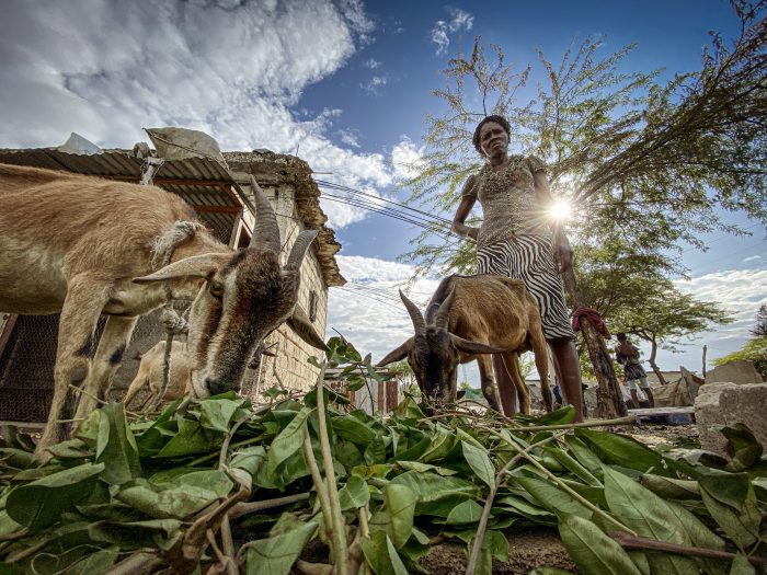 A woman presides over two goats which have been given to the community. 