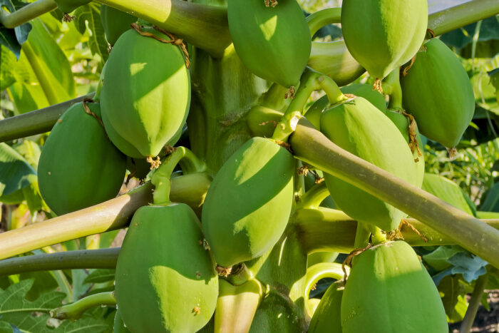 Papays on a tree.